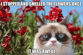 I thought it would be nice to have a collection of my favorites sayings on some flower images that give. 32 Funny Angry Cat Memes For Any Occasion Freemake