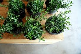 Rosemary is one of those wonderful herbs that makes a beautiful ornamental plant as well as a in warm climates, rosemary can be planted at any time. The Fragrant Rosemary Plantscapers