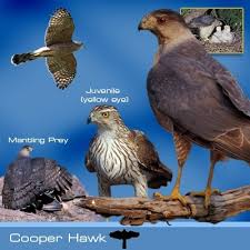 Coopers Hawk Hawk Mountain Sanctuary Learn Visit Join