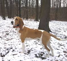 Image result for švycký honič