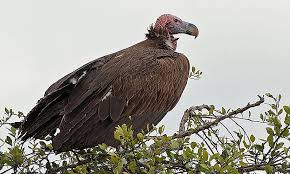 Check spelling or type a new query. The Big Six Birds Of Kruger National Park Worldatlas