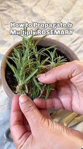Image result for rosemary cuttings