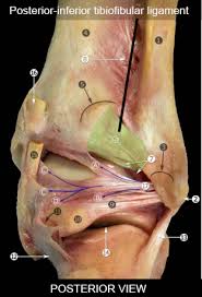 The ligaments around the knee are strong. Ankle Ligaments Foot Ankle Orthobullets