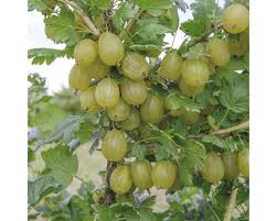 We did not find results for: Grune Stachelbeere Stammchen Floraself Ribes Uva Crispa Invicta Stamm Ca 90 Cm Gesamt H 100 120 Cm Co 5 L Bei Hornbach Kaufen