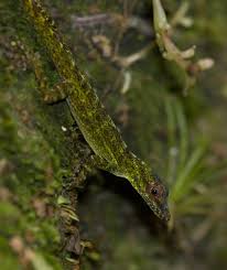 Image result for Anolis gemmosus