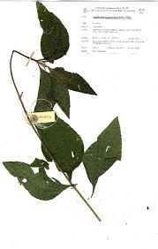 Image result for Aspilia pluriseta