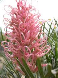 Image result for Grevillea