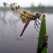 After Up To 5 Years In The Water A Dragonfly Larvae Emerges As An Adult Leaving Behind The A œexuviaea Acadia Np Maine Photo Courtesy Of The Serc Yusufcuk