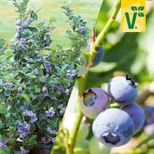 Heidelbeere Northcountry In 2020 Heidelbeeren Garten Pflanzen Waldbeeren