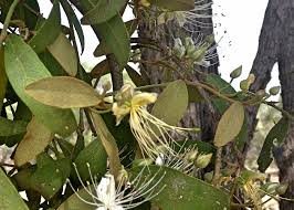 Image result for Capparaceae