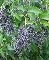 Image result for Ligustrum