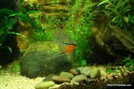 Pearl Gurami Trichopodus Leerii 2020