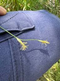 Image result for Abildgaardia ovata