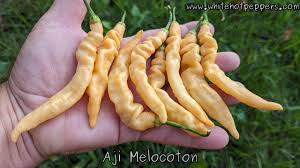Image result for Capsicum baccatum
