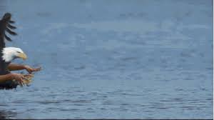 Birds With Human Arms Gif Https Encrypted Tbn0 Gstatic Com Images Q Tbn 3aand9gcs 1kscwr7dmtn5s Btkjregguaez 9hz13ow Usqp Cau