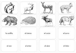 Animals In Spanish Forest Los Animales Del Bosque Worksheet Activities Forest Animals Animals Activity Pack