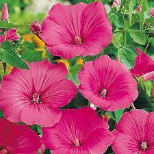Pin On Flowers