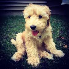 We did not find results for: Friday I M In Love Labradoodle Puppy We Are Not Martha