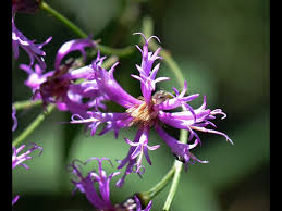 Image result for Vernonia schlechteri