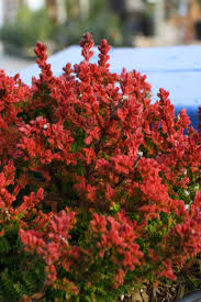 Image result for Calluna vulgaris