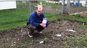 Check spelling or type a new query. Benefits Of Using Epsom Salt In The Garden The Wisconsin Vegetable Gardener Straight To The Point Youtube