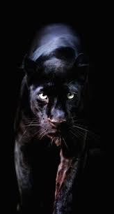 Black Panther Animal Wallpaper Hd Awesome Animals Wallpaper Iphone Of Black Panther Animal Wa Siyah Jaguar Hayvan Hayvan Fotografciligi
