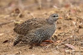 Image result for Tragiella natalensis