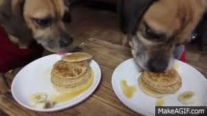 It's mostly made up of water so it's helpful in keeping your cat. Pet Pancake Recipes From Housesitmatch