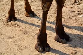 For all the goods of his master were in his hand: Camels In The Bible Evangelical Focus