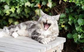 Https Xn Fr Hufe Und Pfoten M6b De Katze Diabetes Katze 2157