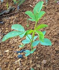 Image result for Crotalaria reptans- intermediates with pisicarpa