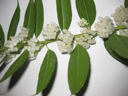 Image result for Agarista salicifolia