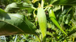 Image result for Vincetoxicum cernuum