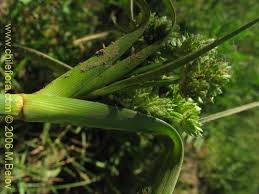 Image result for Cyperus sp. no. 1