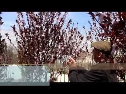 Native species like eastern redbud (cercis), flowering dogwood (cornus) and serviceberry (amelanchier. Beautiful Small Flowering Trees For Your Garden David Wilson Visits Reynolds Garden Shop At Manahawkin Nj And Flowering Trees Garden Shop Beautiful Gardens