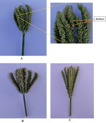 Image result for Eleusine kigeziensis