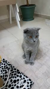 Gulsen Aslan Adli Kullanicinin Kediler Panosundaki Pin Kedi