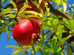 Pomegranate trees grow best in u.s. Pomegranate Fruiting Reasons For No Fruit On Pomegranate Tree
