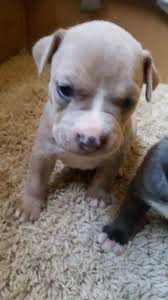 Male Pitbull Puppy 3 Weeks Old Pitbull Puppies Puppies Rottweiler Training