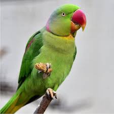 Alexandrine Parrot (Psittacula Eupatria) Native To India And South East  Asia. Stock Photo, Picture And Royalty Free Image. Image 57326051.