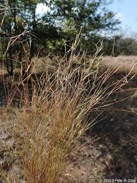 Image result for Aristida