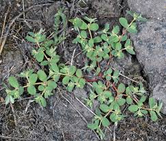 Image result for Euphorbia serratifolia