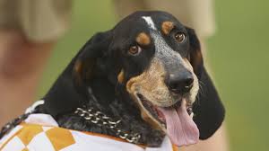 Puppies in dogs & puppies for sale in wales. Tennessee Mascot Smokey Is Celebrating 66 Years On The Sidelines Wbir Com