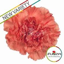 46 Best Carnation Colors Images Carnation Colors