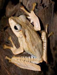 Amphibians Houston Zoo Naturally Wild Tree Frogs Amphibians Frog And Toad
