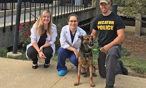 Our services and facilities are designed to assist in routine preventive care for young, healthy pets; Splenic Torsion In Dogs Requires Surgery Veterinary Medicine At Illinois