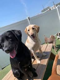 Maybe you would like to learn more about one of these? Almost Home Animal Rescue League Reviews And Ratings W Bloomfield Mi Donate Volunteer Review Greatnonprofits