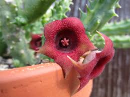 Image result for Huernia