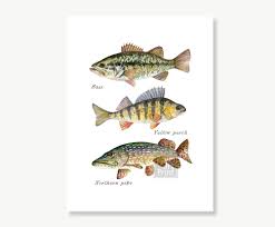 Fish Art Print Bass Perch Pike Painting Retro Vintage Etsy Fish Art Cabin Wall Art Art Prints