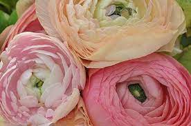 Free Image On Pixabay Ranunculus Asiaticus Flower Expensive Flowers Growing Flowers Plants